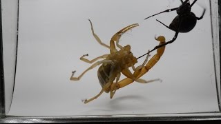 Black Widow Tangles Up Scorpion (Warning: May be disturbing to some viewers)