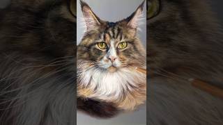 Here is the process of drawing the Mila Maine Coon cat🐈🥰 #art #cat #youtubeshorts #short #shorts