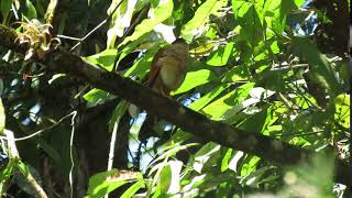 Accipiter superciliosus | Tiny Hawk