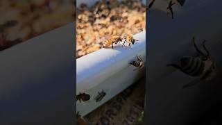 Honeybees Cleaning Up The Leftover Honey, #beekeeping