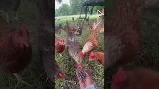 Chickens LOVE Sunflower Seeds: The Science