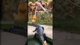 Baby monkey eaten by crocodile #adventure #crocodile #monkey #shortsfeed