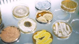 How do antibiotics fight against superbugs