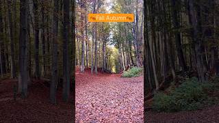 Fall - autumn near Brussels #nature #autumncolors #tervuren #bruxelles #fallleaves #outdoor #hiking