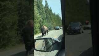 Bison destroys cars