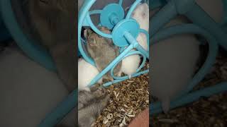 So cute Hamster .. ..#animals #shortvideo (5)