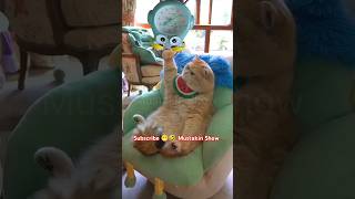 A cat 🐈is ringing 😭 a clock ⏰ and another cat 🐈 is playing 🎴 Latim #shorts #cat #animals #trending