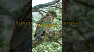 KAKAPO | BURUNG HANTU LANGKA YANG SANGAT UNIK😱 #kakapo #shorts #faktahewan