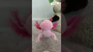 CARA AXOLOTL MEREGENARSI TUBUHNYA YANG RUSAK #shorts