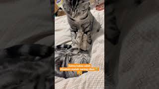 momen kucing lagi berantem #kucing  #animalshorts #animals #cat #kucinglucu #cats #shorts #fyp #pets