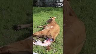 Texas Longhorn Giving Birth To A Beautiful Calf #texaslonghorns #cow #calf #birth