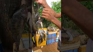 Traditional Village Fishing Industry Tilapia Fish Market