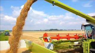 Claas Lexion 780 TT | Challenger MT765D | Terberg 10x4 | Wheat Harvest '14 - Veerman Goudswaard