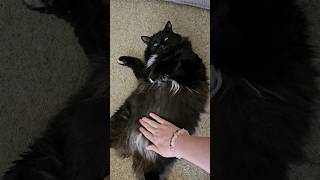 Bertie the cute cat showing off his fluffy tummy! 🐱 #cutecat #longhaircat #catshorts #catsofyoutube