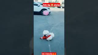 Cute dog 🐶🐕 playing eith balloon🎈🎈 #youtube #viral #shorts #dog