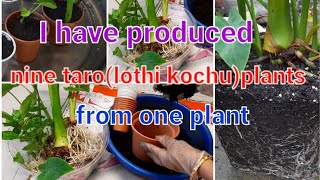 I have produced nine taro (lothi kochu)plants from one plant.