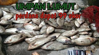 Mancing ikan nila umpan lumut