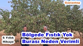 Gaziantep - Fıstık Ağacı Gübreleme - Antep Fıstığı Gübreleme Programı