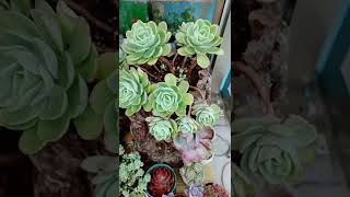 Satisfying Succulent Diy #68