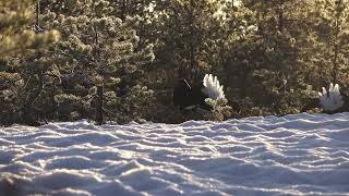 НА ТЕТЕРЕВИНОМ ТОКУ, В КРАСИВОМ УГОЛКЕ ВАСЮГАНСКОГО БОЛОТА. (Black Grouse Current.)