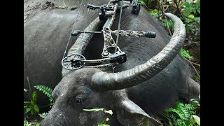 Jungle hunt in Malaysia - Dschungel Jagd in Malaysia