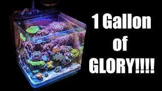 I FINALLY found the PERFECT 1 Gallon Reef Tank: How to Pico Reef