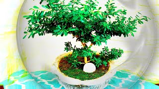 BONSAI PLANT  盆栽植物