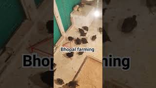 kadaknath for sale any interested parson DM me7225831368 bhopal farming ☺️