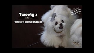 TREAT OBSESSION:  Maltese Dancing for Treats 말티즈 Swan Lake Ballet Walking and Dancing Dogs