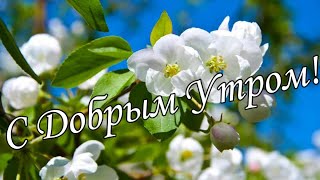 С ДОБРЫМ УТРОМ !🌼Желаю Самого Доброго Солнечного Утра!🌼  Шикарная Музыкальная открытка 🌼