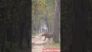 Jim Corbett #kapilkhatrivlogs #ytshort #ytshort #viralvideo