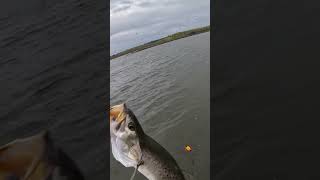 Speckled Trout gorging on shrimp