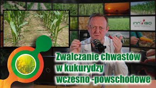 Zwalczanie chwastów w kukurydzy - dlaczego zabiegi wczesno-powschodowe?