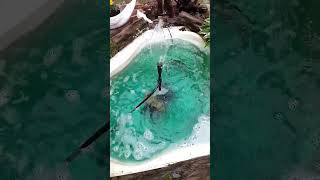 April 25, 2024 Beautiful Pond With Planter Filter #ponds #waterfountain #bluewater #nature