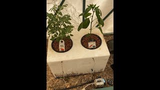 Simple DWC hydroponics with bio digester fertiliser