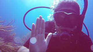 Caribbean Reef Buddy Diving Project - 2018 Highlights