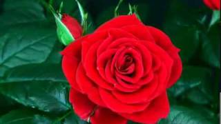 roze.flv