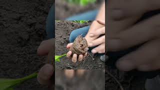 കവുങ്ങ് തൈകൾ നടുന്ന രീതി | Arecanut Saplings Planting Method | Chunkapura Nursery tips