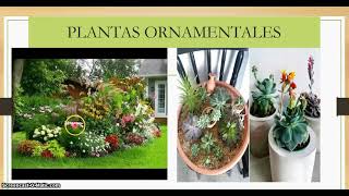 AVANCE C USOS DE LAS PLANTAS