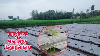 আধুনিক পদ্ধতিতে মালচিং পেপারে টমেটো চাষ