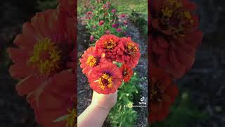 #zinnias #cutflowergarden #gardening