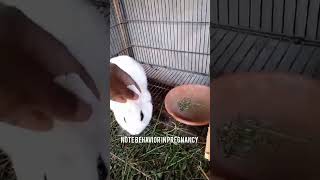 female while pregnancy #pet #animal #bunny #youtubeshorts #rabbit #fancyrabbits