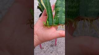 snake Plant Propagation In Water | Sansevieria #shorts #beautiful #snakeplant #viral #beauty #fyp