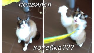 У нас появился новый член семьи! Котейка-Дарсион!)