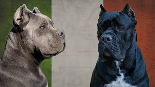 El Gran Poder del Intimidante Cane Corso italiano