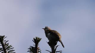 Rufous-vented yuhina, Mandala, Arunachal Pradesh, March 2024