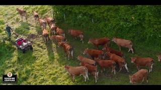 Changement de parc pour les vaches