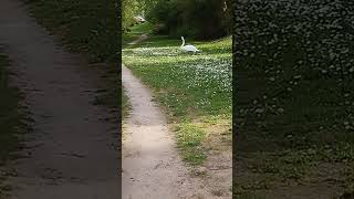 Swans on the Main. Frankfurt am Main. Germany. #travel #europe #germancity #spring #tram  #history