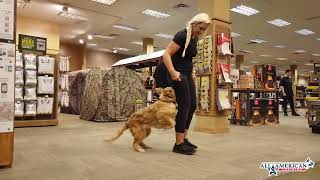 Golden Retriever Puppy Training I Golden Retriever Training Arizona I All-American K-9