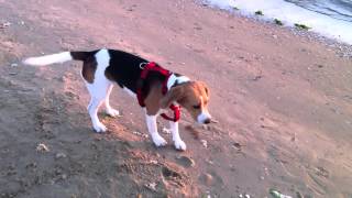 Beagle Ariel al mare all'alba